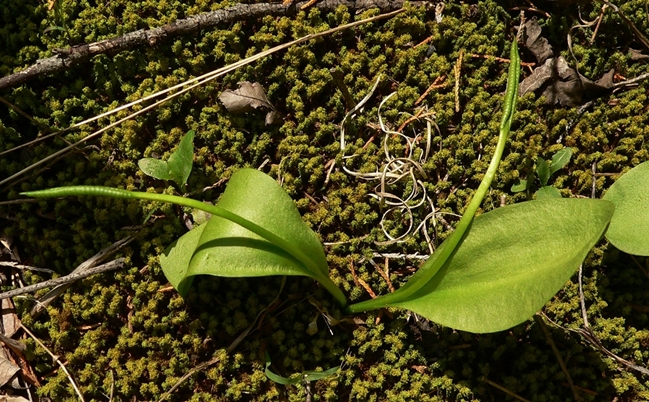 {Ophioglossum engelmannii}